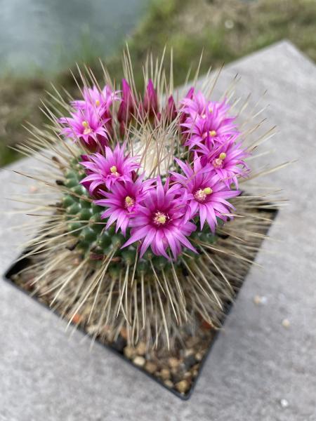 Mammillaria spinosissima